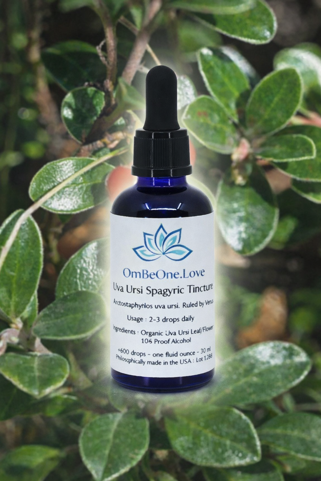 Uva Ursi Spagyric Elixir